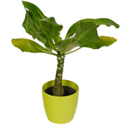 brighamia palmier hawaien - cache pot lime